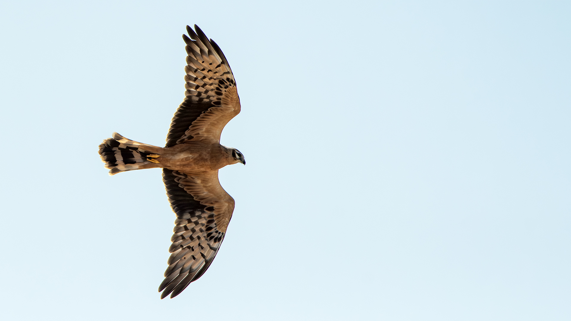 Montagu's Harrier
